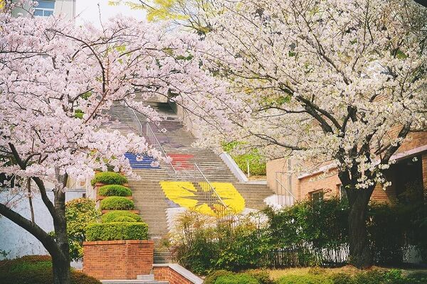 Khuôn viên Kyungsung University rực rỡ vào mùa xuân