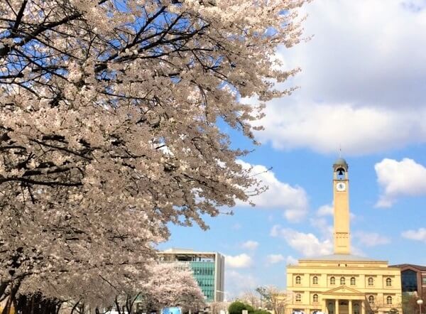 Khuôn viên trường Pyeongtaek đẹp nên thơ vào mùa xuân