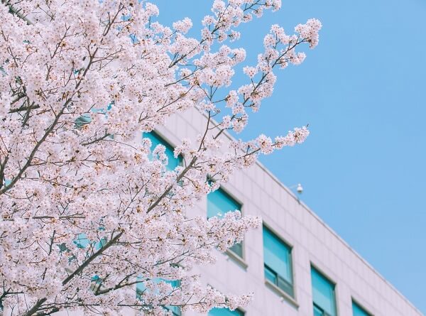 Đại học Namseoul đẹp dịu dàng vào mùa xuân