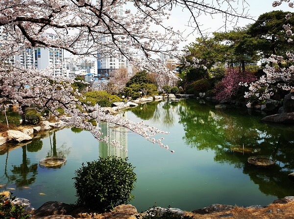 Khuôn viên ĐH Kyungnam đẹp nên thơ vào mùa xuân