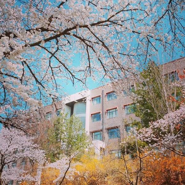 Khuôn viên trường Quốc gia Andong đẹp tựa cổ tích vào mùa xuân