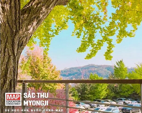Sắc thu lãng mạn tại Myongji University