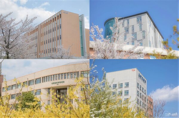 Kangwon National University rực rỡ sắc hoa vào mùa xuân