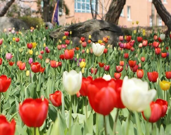 Hoa tulip đua nhau khoe sắc trong trường Keimyung
