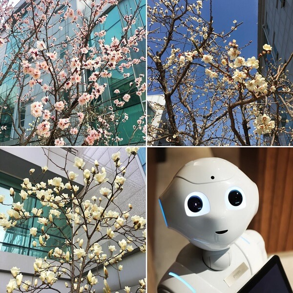 Học xá trường Khoa học và Công nghệ Hàn Quốc đẹp nên thơ vào mùa xuân