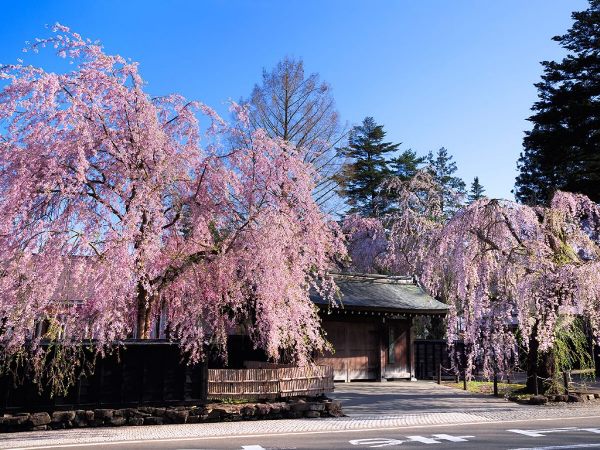 Những ngôi nhà Samurai cổ kính cùng các tán hoa anh đào rực rỡ tại Kakunodate