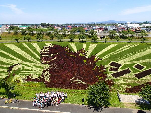 Du học tại Aomori, sinh viên cũng sẽ được chiêm ngưỡng nghệ thuật Tanbo trên các đồng ruộng