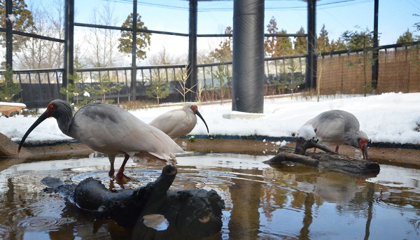 Sinh viên du học tại Niigata sẽ có cơ hội gặp gỡ loài chim Toki nổi tiếng được bảo tồn tại công viên Toki no Mori