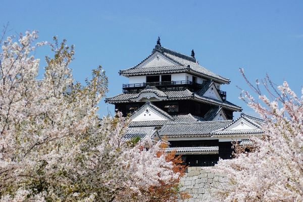 Lâu đài Matsuyama trong sắc anh đào rực rỡ