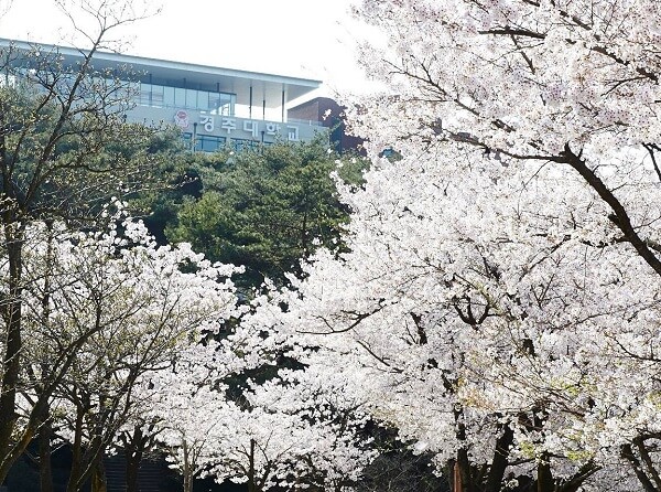 Học xá trường Gyeongju đẹp nên thơ vào mùa xuân