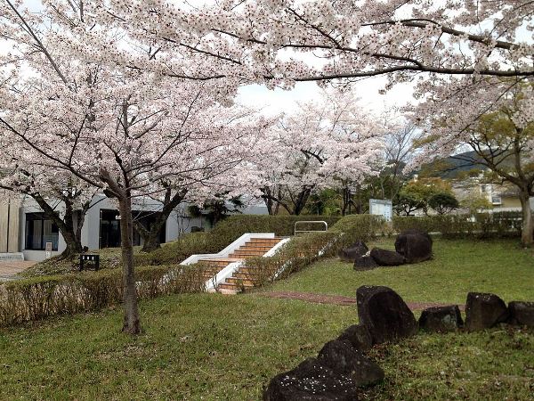 Hoa anh đào trong khuôn viên ký túc xá Đại học Giáo dục Nara