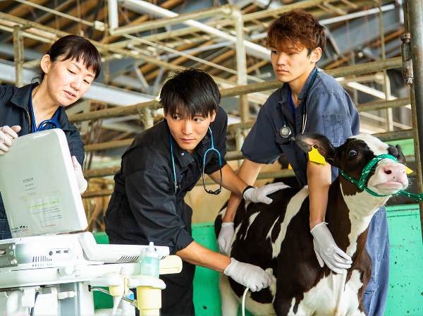 Rakuno Gakuen University chuyên đào tạo thú y