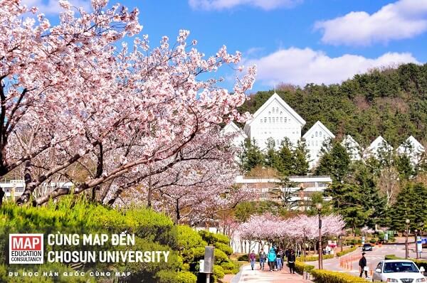 Mùa hoa anh đào ở Đại học Chosun