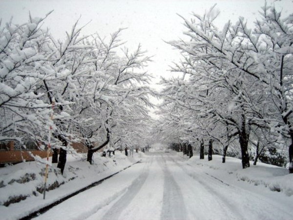 Đường vào ĐH Công nghệ Nagaoka đầy tuyết trắng vào mùa đông