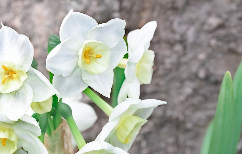 Hoa Narcissus