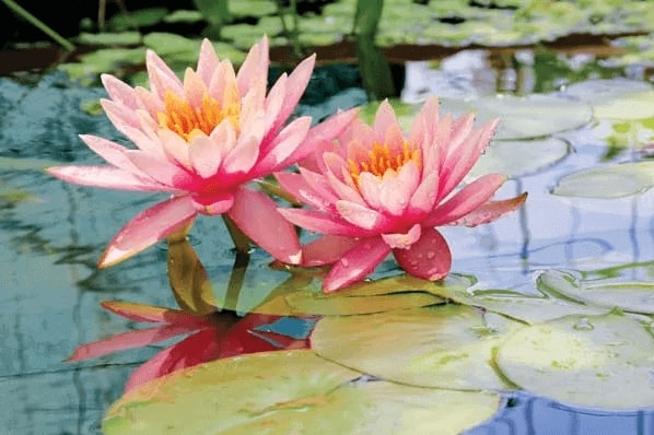 Hoa Water lily